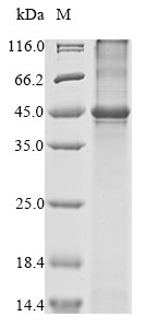 SDS-PAGE(reduced) analysis of Rhesus Monkey CCR2